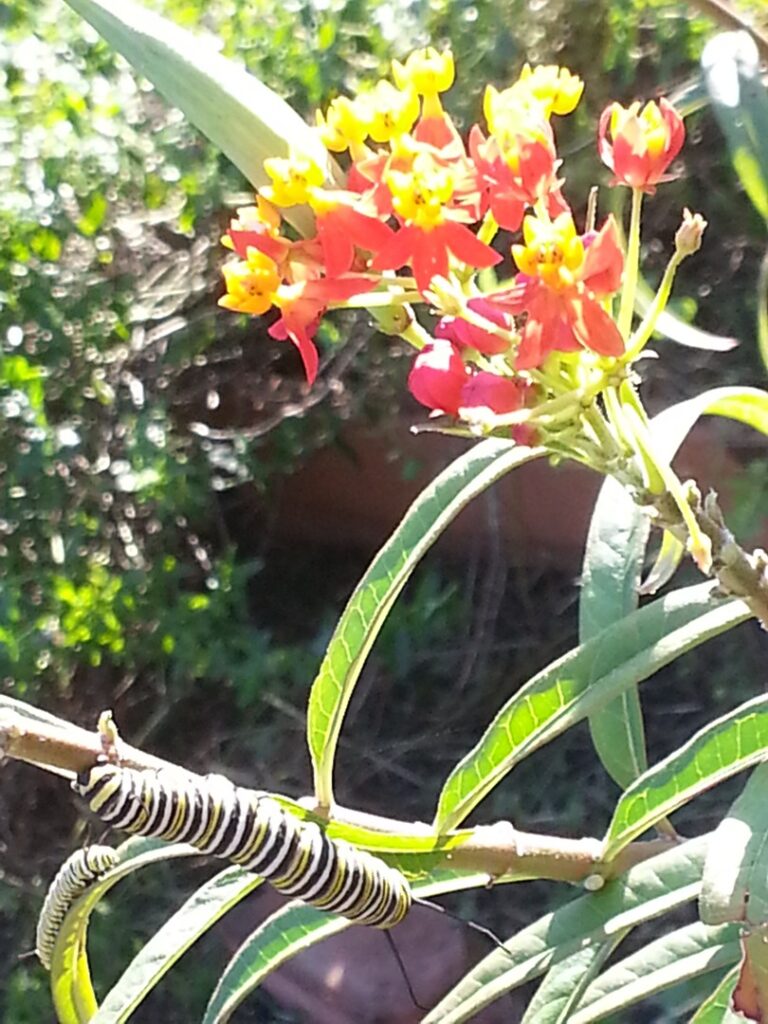 Close-up of vibrant orange and yellow flowers with green leaves in natural sunlight.