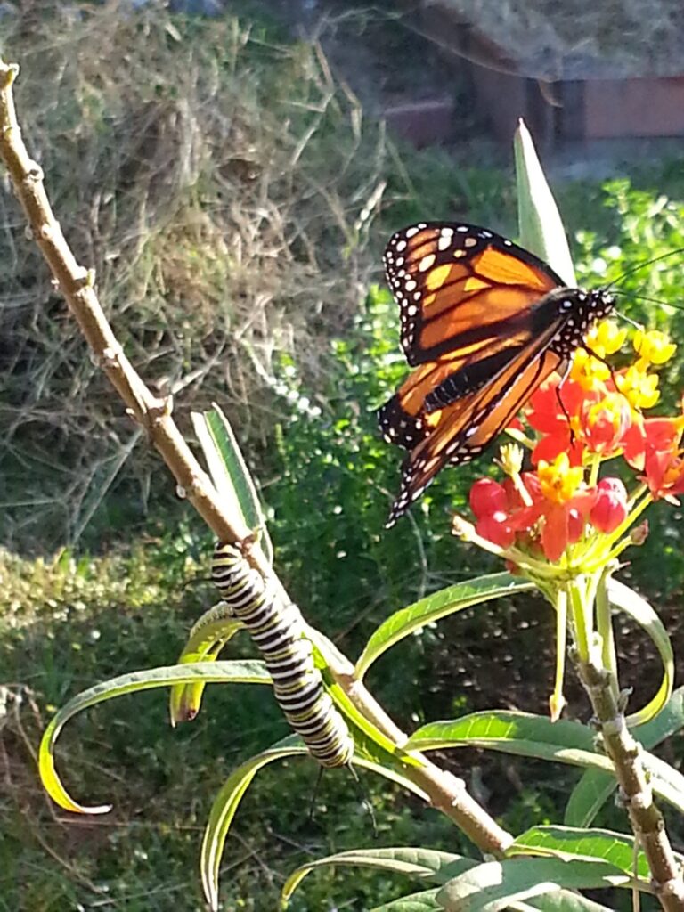 A monarch butterfly perched on colorful flowers in a garden.