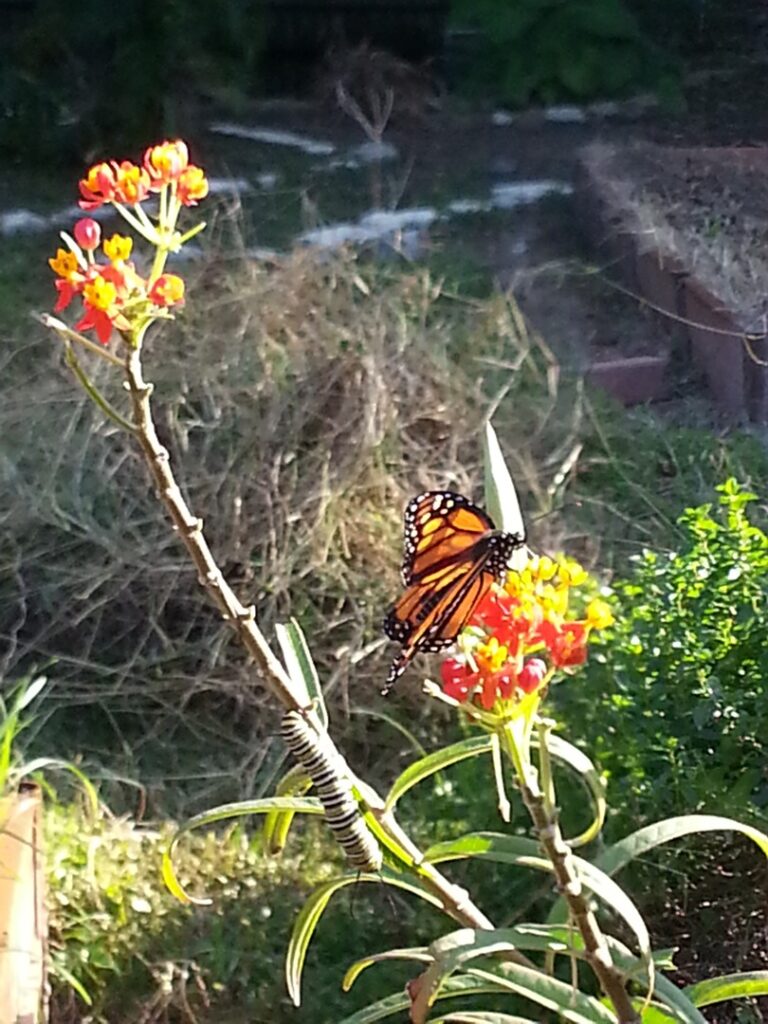 A monarch butterfly perched on vibrant orange flowers in sunlight.