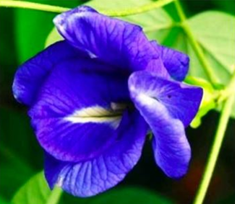 A vibrant blue butterfly pea flower with green leaves.