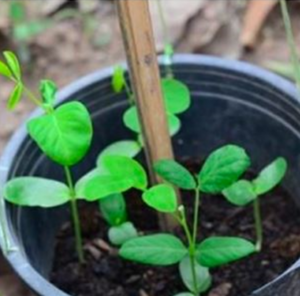Young green saplings growing in a black plastic pot outdoors.