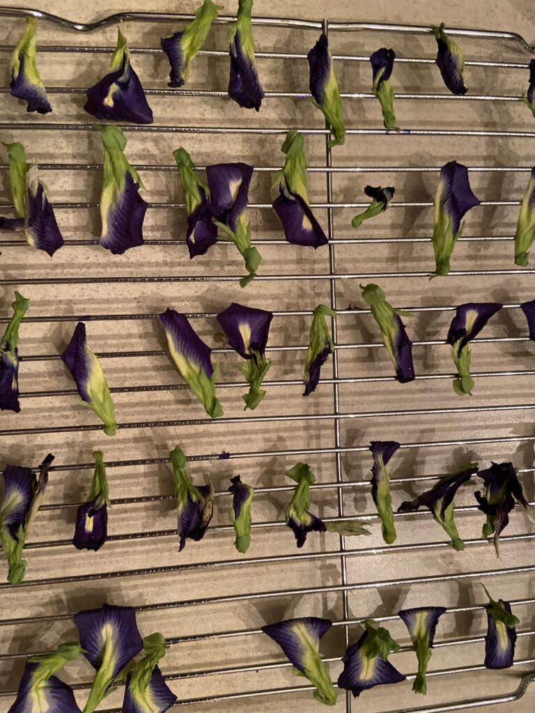 Butterfly pea flowers drying on racks.