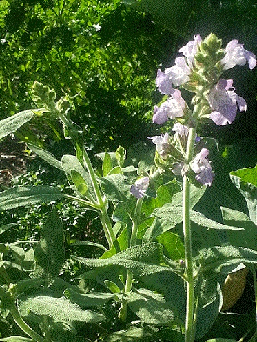 Tall green plants with light purple flowers in a sunlit garden.