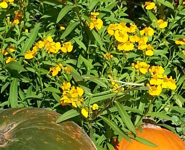 Yellow flowers next to green and orange pumpkins.