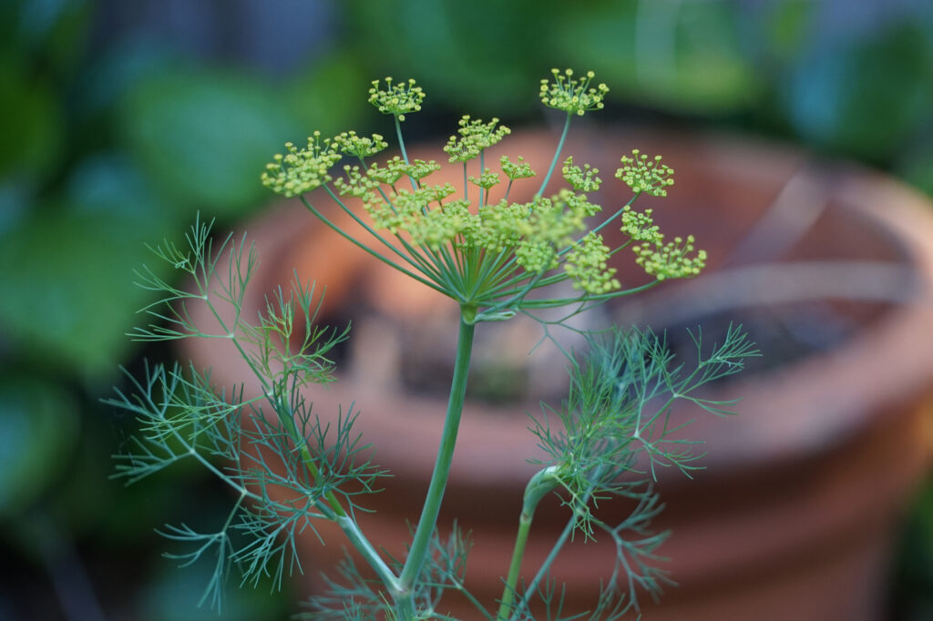 Close-up of a dill plant with delicate green leaves and flowers.