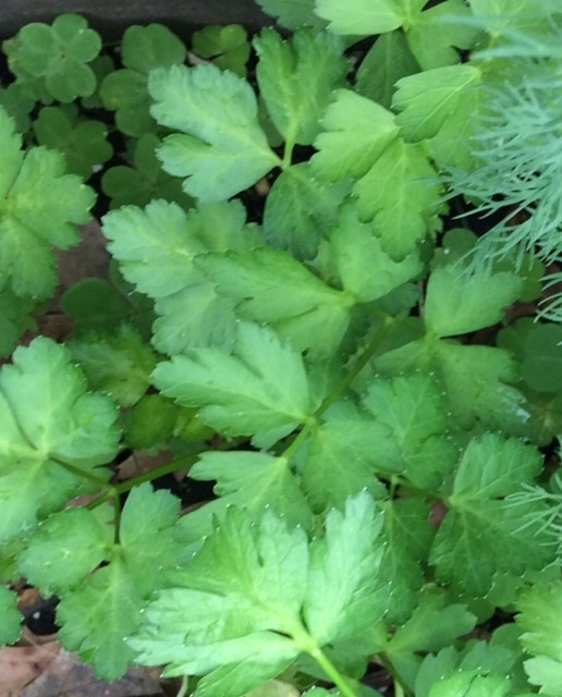 Close-up of fresh green leaves with a textured surface.
