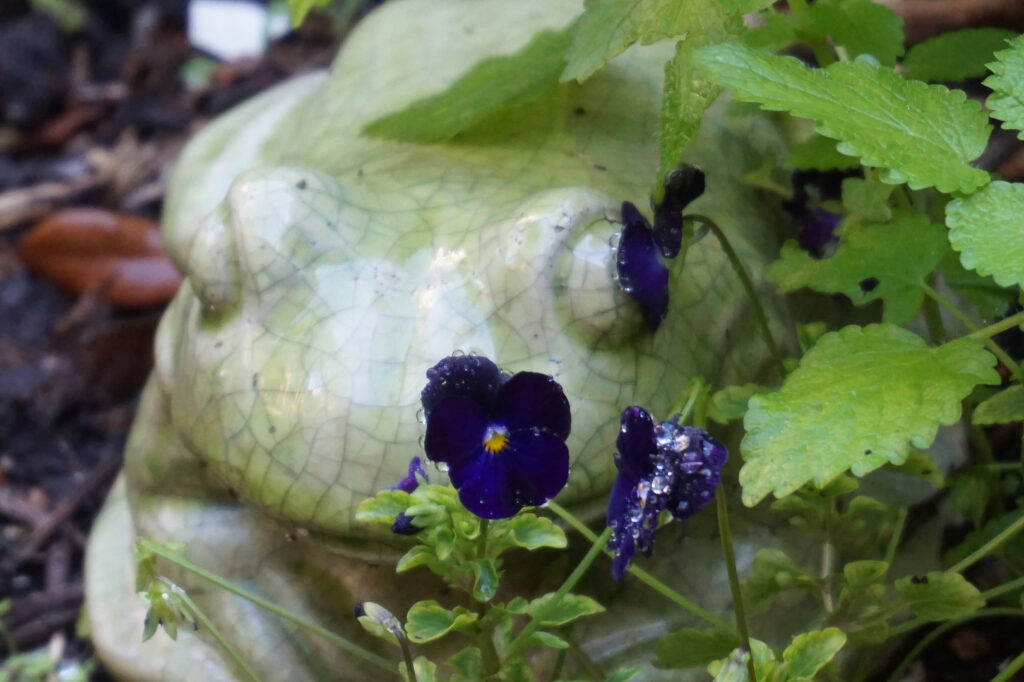 Close-up of dark purple flowers with green leaves in a garden.