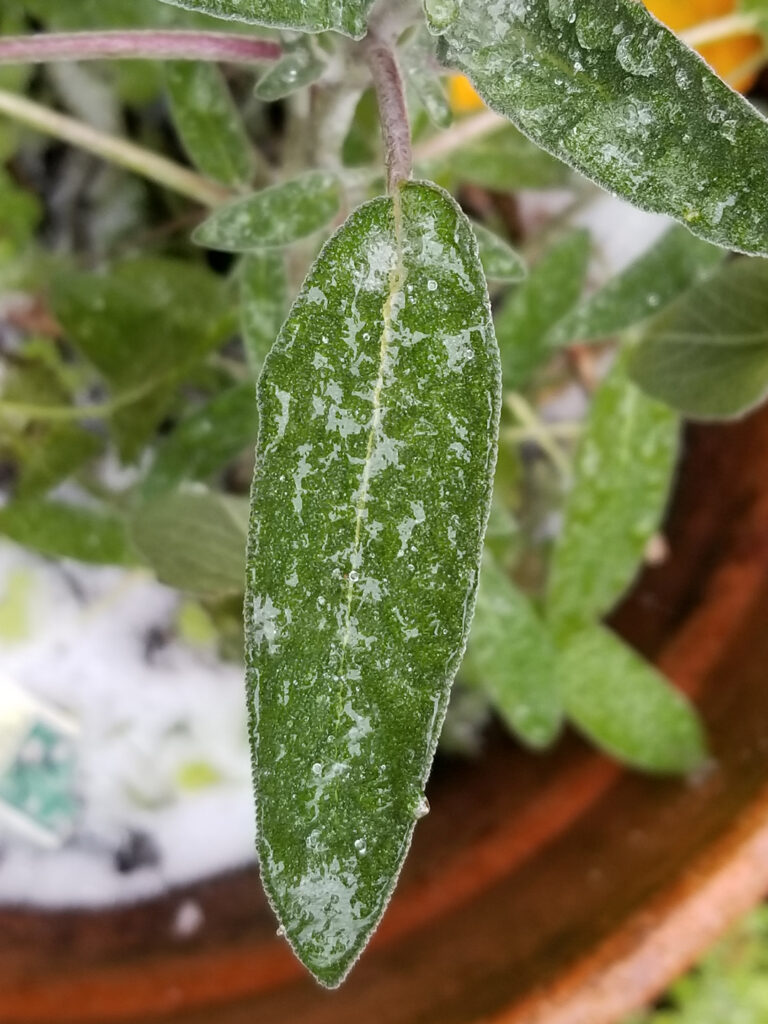 Leaf covered with white powdery mildew fungus.