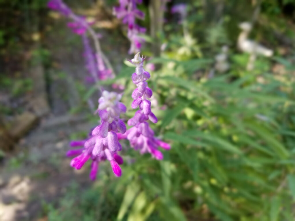 Close-up of vibrant purple wildflowers blooming outdoors.