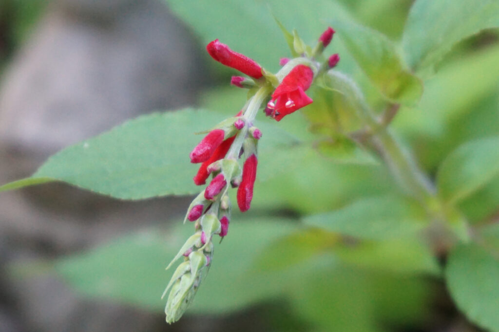 Close-up of a plant with vibrant red tubular flowers and green leaves.