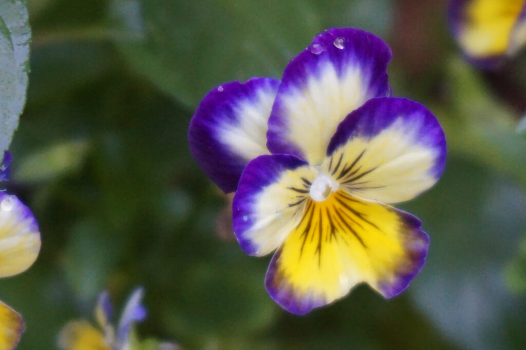 Close-up of a vibrant violet and yellow pansy flower.