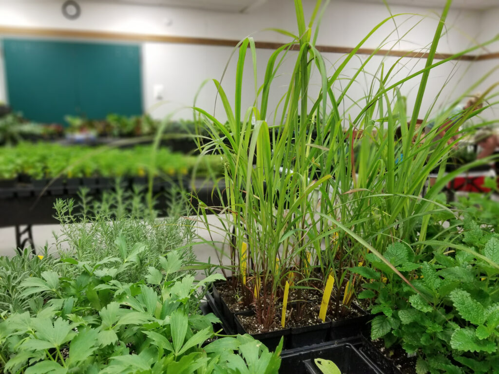 Young green rice plants growing in a tray indoors.