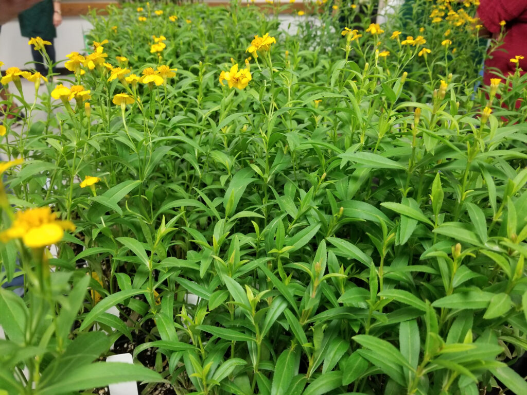 Green plants with small yellow flowers in a garden.