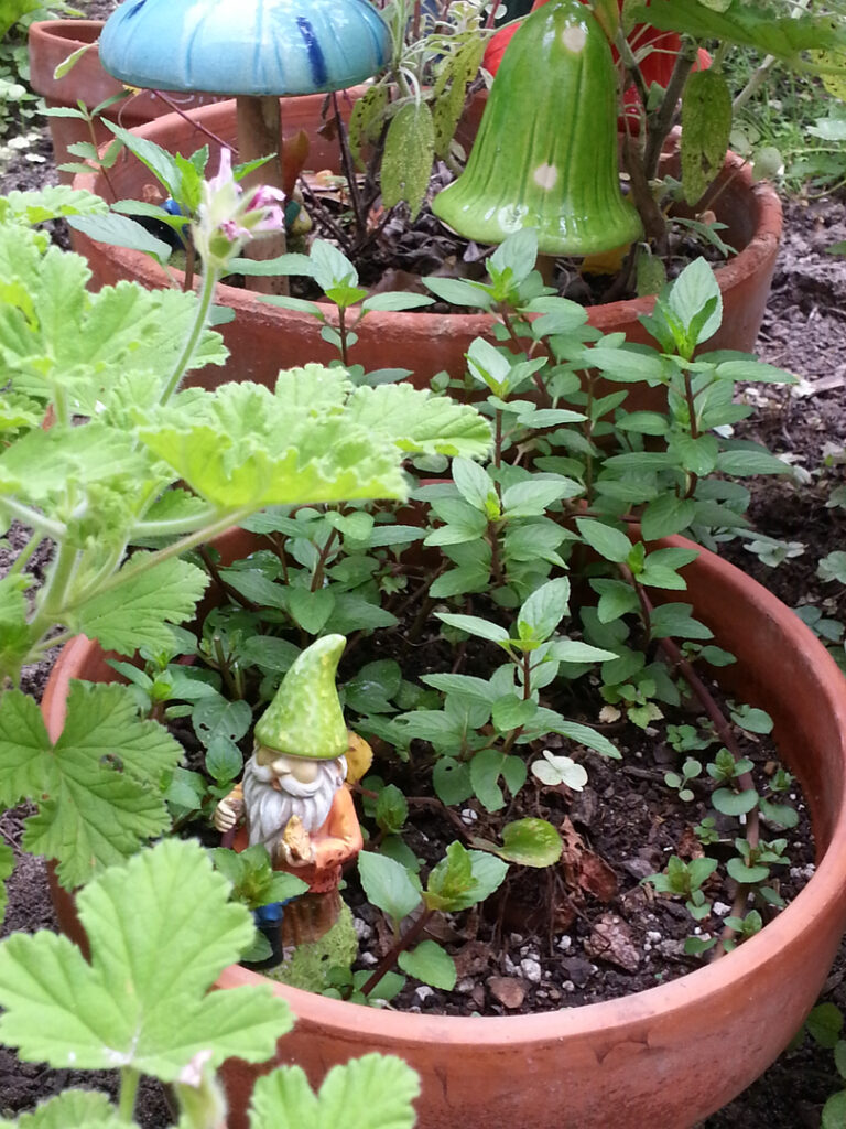 Garden gnome among potted plants and mushrooms.
